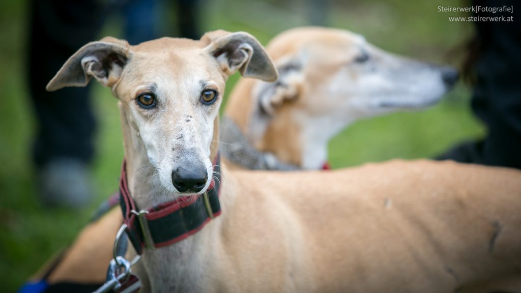 Galgos Windhunde