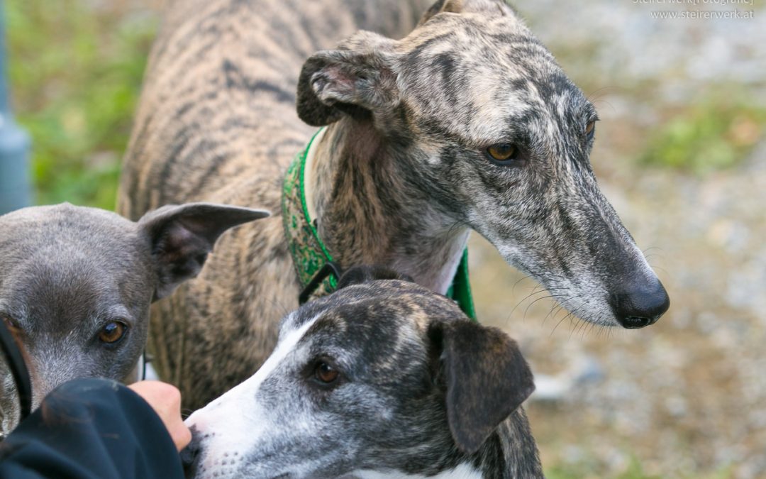 Zeckenmittel für Hunde