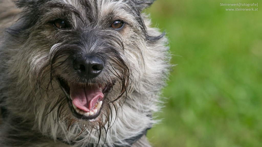 Tipps zur Zahnpflege von Hunden