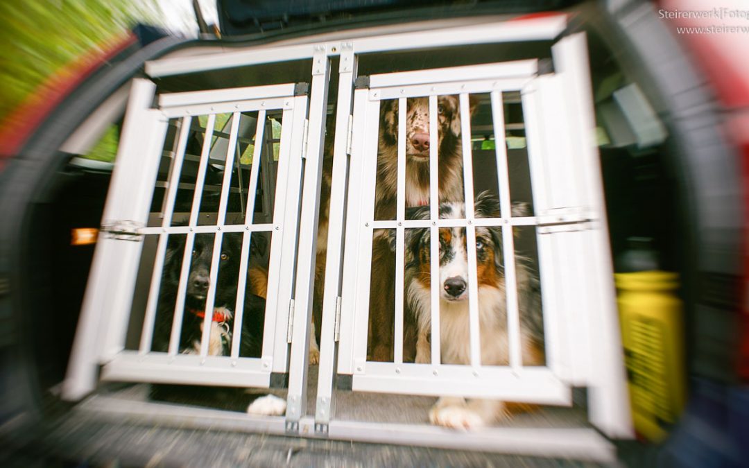 Hundetransportbox aus Alu für mehr Sicherheit