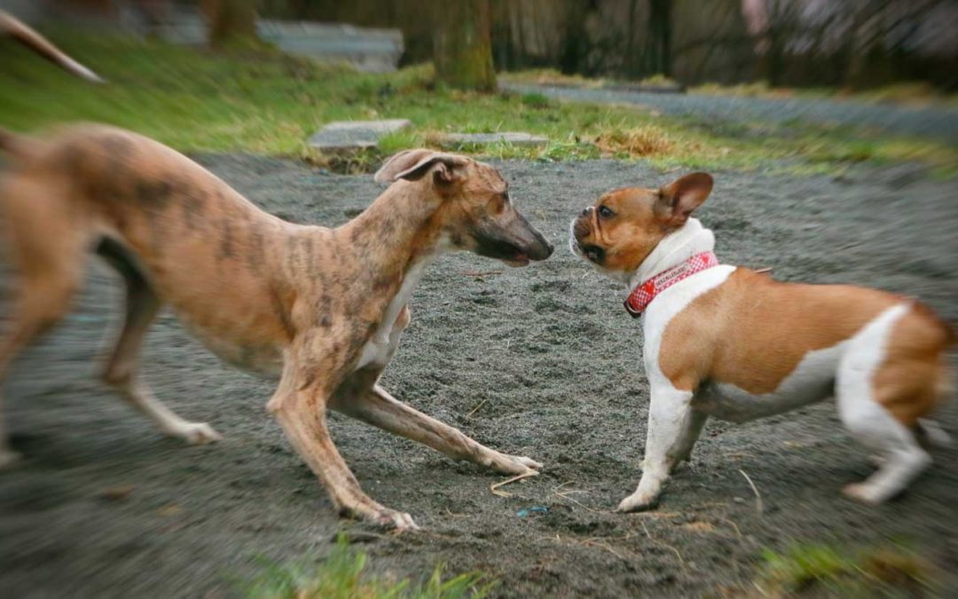 Hundeversicherung