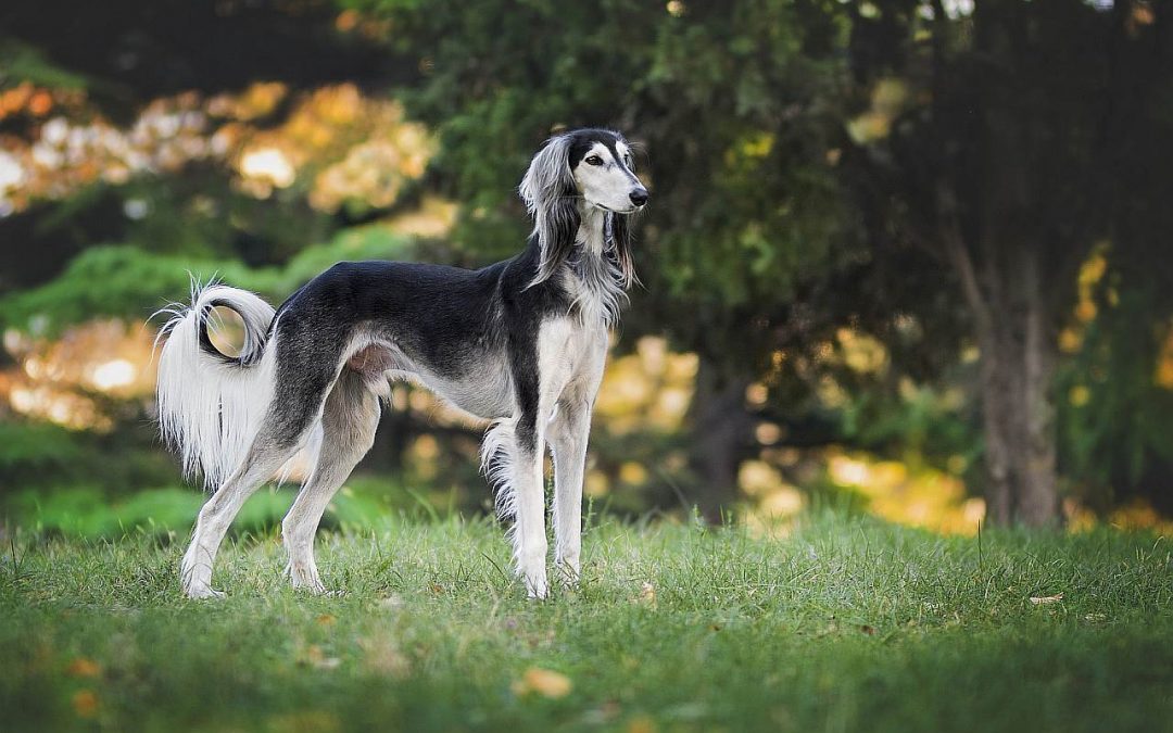 Windhunde: Die schnellsten Hunderassen